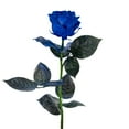 thumbnail image 3 of Member's Mark Farm Fresh Velvet Roses, choose color and stem count, 3 of 6
