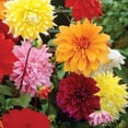 thumbnail image 4 of Member's Mark Dahlia Dinnerplate Blend Dormant Bulbs, 8pk, 4 of 9