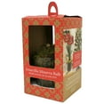 thumbnail image 2 of Amaryllis Minerva Bulb Pre-Planted in Glass Pot, 2 of 4