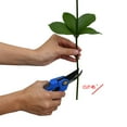 thumbnail image 4 of Member's Mark Israeli Ruscus 200 stems, 4 of 6