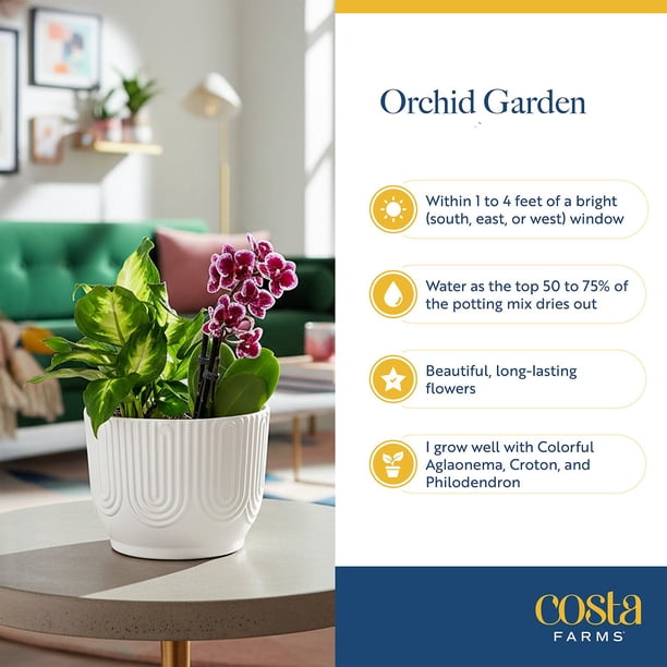 フラワー・ガーデニング Sunday's Mama Live Mother's Day Flowering Assortment, Anthurium or Orchid