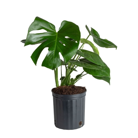 Costa Farms 10" Basic Foliage Plant in Grower Pot