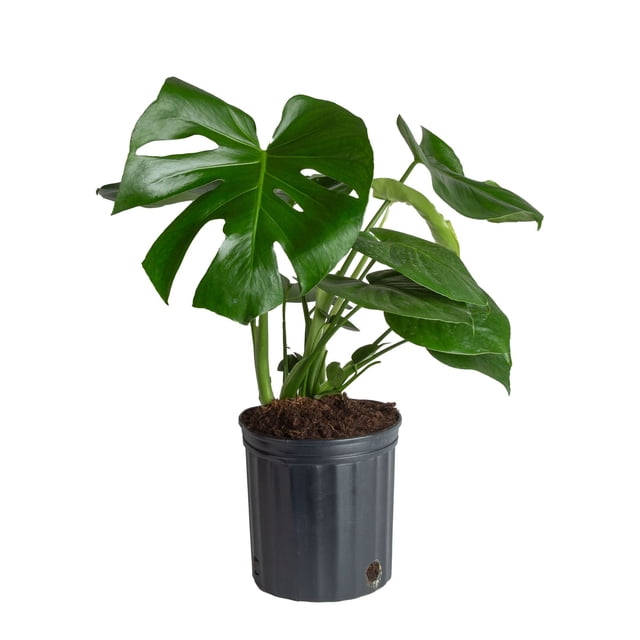 Costa Farms 10" Basic Foliage Plant in Grower Pot