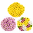 thumbnail image 1 of Member's Mark Euro Pom, color and variety may vary, 1 of 5