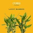 thumbnail image 2 of Costa Farms Medium Lucky Bamboo Plant in Decorative Pot, 2 of 9