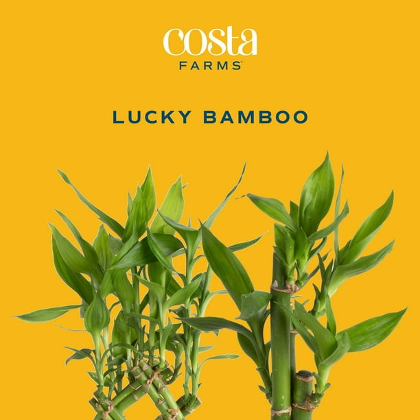 Costa Farms Medium Lucky Bamboo Plant in Decorative Pot - Samsclub.com