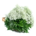 thumbnail image 1 of Member's Mark Gypsophila and Leatherleaf 10 bunches, 1 of 4