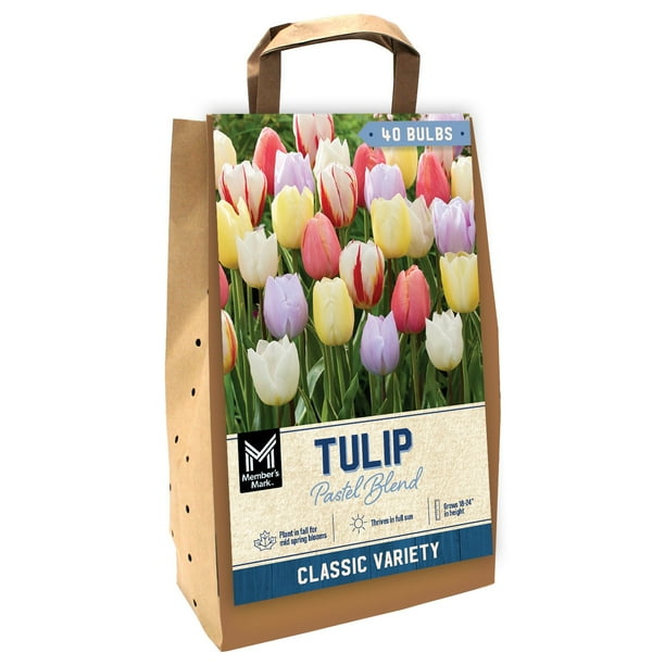 Member's Mark Tulip Pastel Blend Dormant Bulbs, 40pk - Samsclub.com