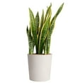 thumbnail image 1 of Costa Farms 10" Sansevieria Tropical Plant in Deco Pot, 1 of 6