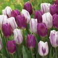 thumbnail image 3 of Member's Mark Tulip Color Me Purple Dormant Bulbs, 30pk, 3 of 9