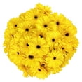 thumbnail image 2 of Member's Mark Gerbera Daisies, choose color and stem count, 2 of 4