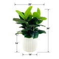 thumbnail image 5 of Artificial Premium Rubber Plant in Fluted Off White Pot, 5 of 5