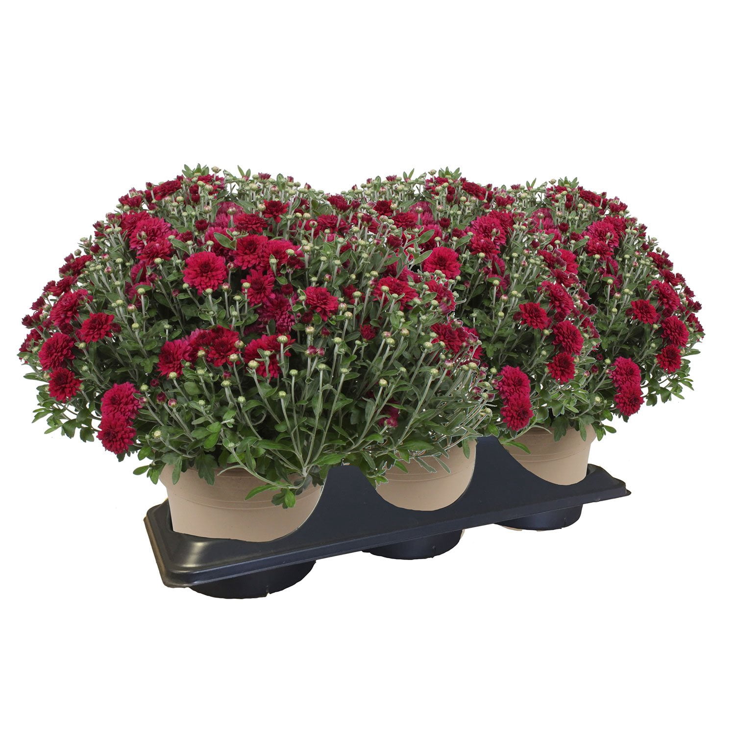 Mum Multi Pack - Samsclub.com