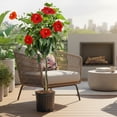 thumbnail image 4 of Costa Farms Live 10" Tropical Hibiscus Standard, Flowering, 4 of 8