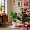 thumbnail image 4 of Costa Farms Live 10" Monstera in Decorative Pot, 4 of 6