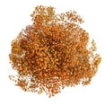 thumbnail image 1 of Member's Mark Enhanced Gypsophila, choose color and stem count, 1 of 3