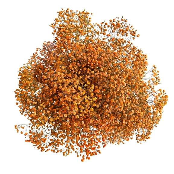 Member's Mark Enhanced Gypsophila, choose color and stem count