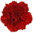 thumbnail image 2 of Member's Mark Carnations, Choose color and stem count, 2 of 7