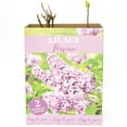 thumbnail image 13 of Hydrangea or Lilac Shrubs 2 pk., 13 of 15