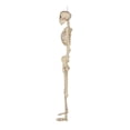 thumbnail image 9 of Member's Mark Talking Skeletons, Set of 2, 9 of 9