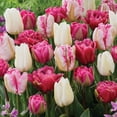 thumbnail image 3 of Member's Mark Tulip Pink Flamenco Blend Dormant Bulbs, 30pk, 3 of 9