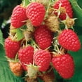 thumbnail image 4 of Member's Mark Raspberry Brandywine & Latham Red, 2pk, 4 of 10