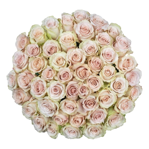 Member's Mark Ecuadorian Premium Roses, choose color variety and stem count