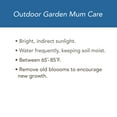 thumbnail image 6 of 14" Mum Planter, 6 of 6