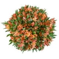 thumbnail image 1 of Member's Mark Alstroemeria, Choose color and stem count, 1 of 1