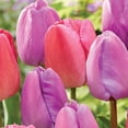 thumbnail image 3 of Member's Mark Tulip Purple and Pink Blend Dormant Bulbs, 40pk, 3 of 8