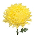 thumbnail image 1 of Member's Mark Football Mums, Choose color and stem count, 1 of 2