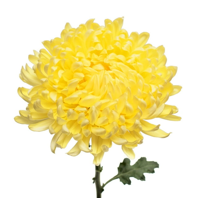 Member's Mark Football Mums, Choose color and stem count