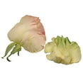 thumbnail image 7 of Member's Mark Illusion Roses, 96 stems, Choose color variety, 7 of 7