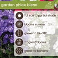 thumbnail image 5 of Member's Mark Garden Phlox Blend Dormant Bulbs, 8pk, 5 of 8