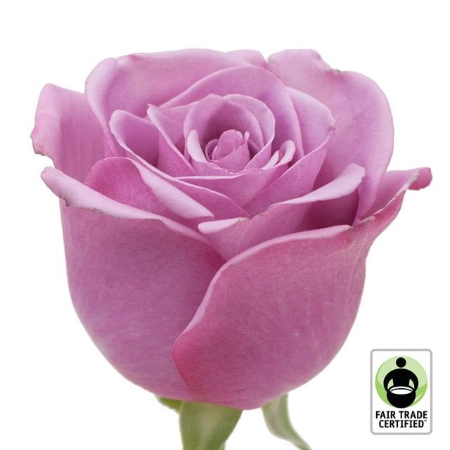 Member's Mark Fair Trade Roses, 75 stems, Choose color variety