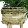 thumbnail image 2 of Faux 32" Phoenix Palm in Tri-Colored Tripod Basket Stand, 2 of 6
