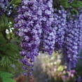 thumbnail image 5 of Member's Mark Wisteria & Hydrangea Wisteria Purple & Hydrangea Peegee Pink Dormant Bulbs, 2pk, 5 of 9