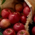 thumbnail image 4 of Wild Twist Apples, 4 lbs., 4 of 5