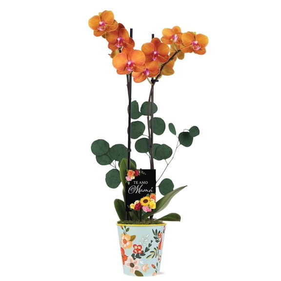 5" Salmon Orchid in Rifle Tin with Te Amo Mama Pick and Eucalyptus