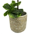 thumbnail image 3 of Faux 60" Fig Floor Plant in Roped Basket, 3 of 6