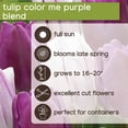 thumbnail image 6 of Member's Mark Tulip Color Me Purple Dormant Bulbs, 30pk, 6 of 9