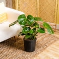 thumbnail image 6 of Costa Farms 10" Basic Foliage Plant in Grower Pot, 6 of 7
