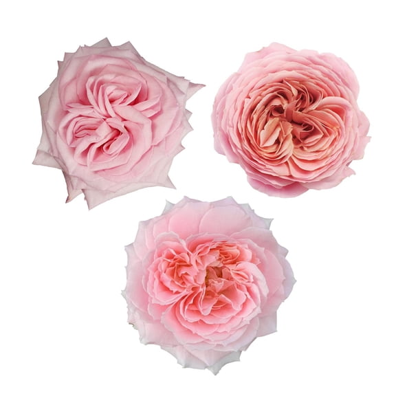 Member's Mark Garden Roses, 36 stems, Choose color variety