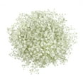 thumbnail image 1 of Member's Mark Premium Gypsophila, color and variety may vary, 1 of 4