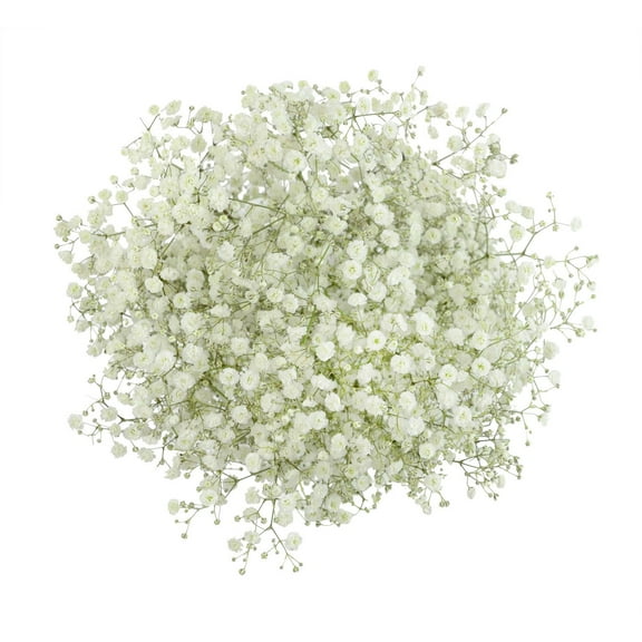 Member's Mark Premium Gypsophila, color and variety may vary