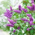 thumbnail image 7 of Hydrangea or Lilac Shrubs 2 pk., 7 of 15