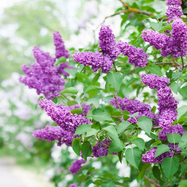 Hydrangea or Lilac Shrubs 2 pk. - Samsclub.com