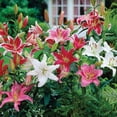 thumbnail image 3 of Member's Mark Lily Oriental Blend Dormant Bulbs, 16pk, 3 of 8