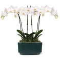 thumbnail image 1 of 10" White Orchid Planter in Bistro Green Pot, 1 of 5