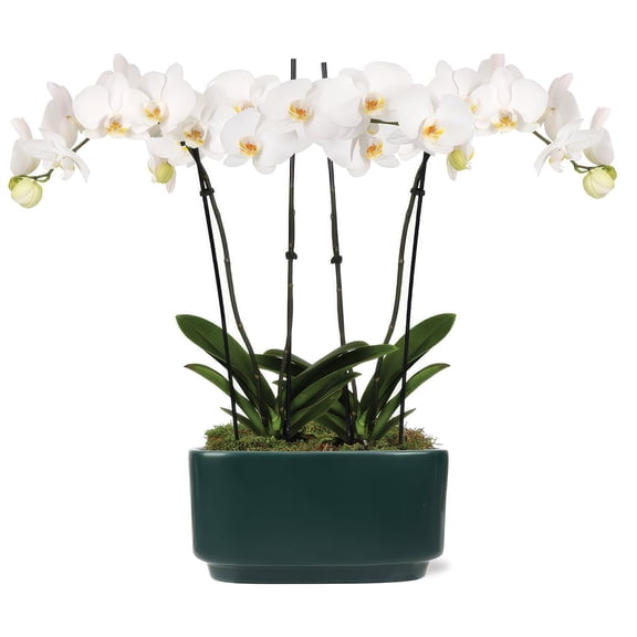 10" White Orchid Planter in Bistro Green Pot